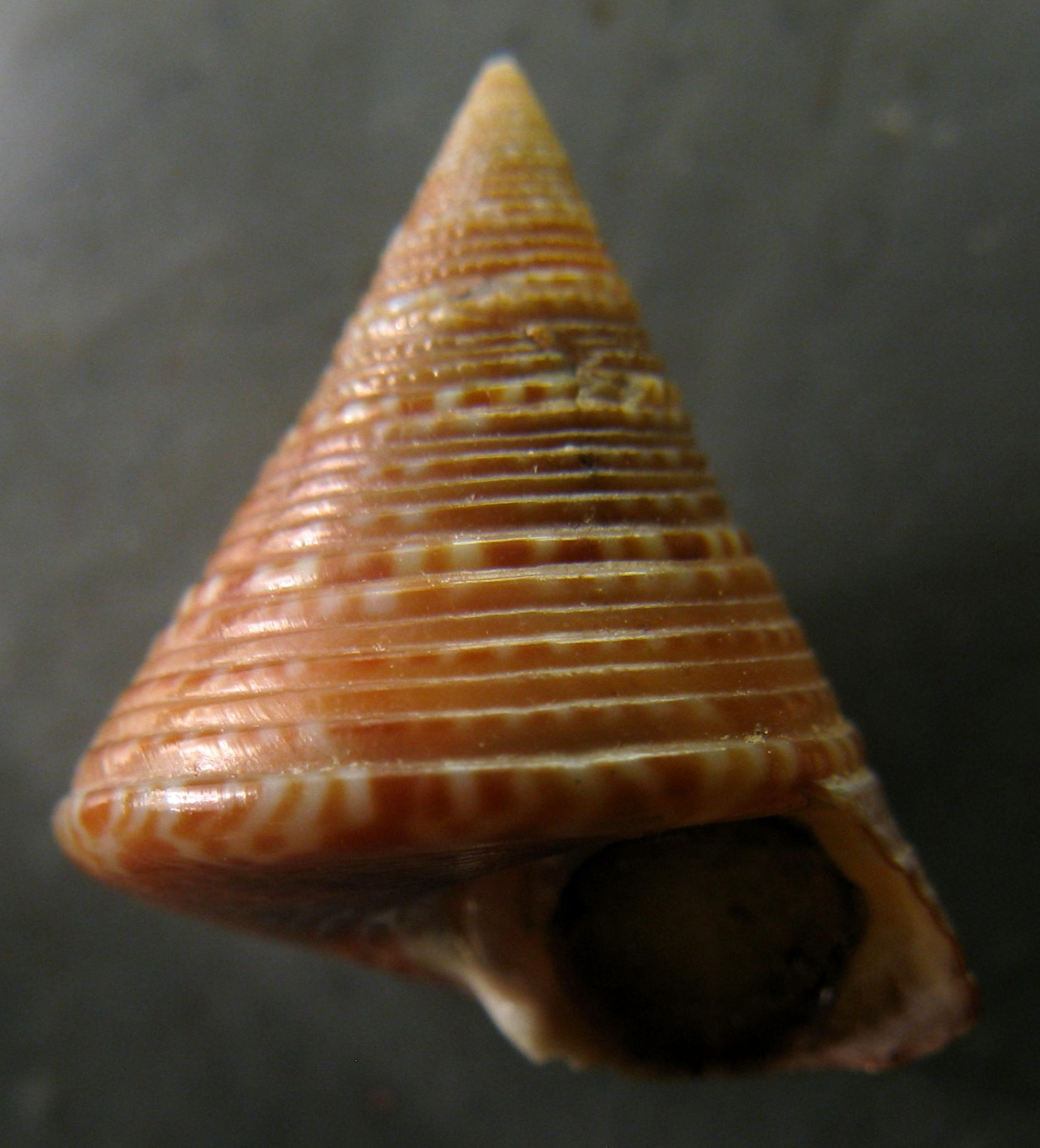 Calliostoma dubium